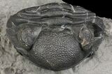 Wide, Enrolled Eldredgeops Trilobite Fossil - New York #164426-2